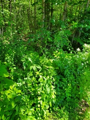 Celastrus orbiculatus