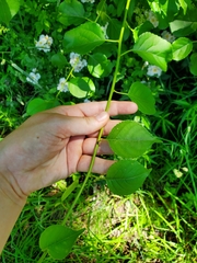 Celastrus orbiculatus