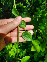 Celastrus orbiculatus