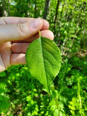 Celastrus orbiculatus