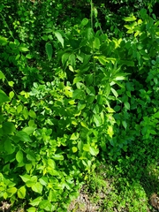 Celastrus orbiculatus