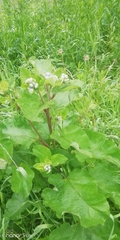 Arctium tomentosum