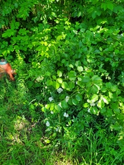 Celastrus orbiculatus