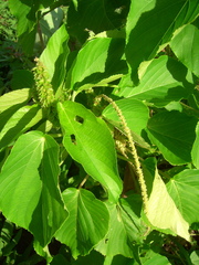 Acalypha grandibracteata