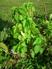 Acalypha grandibracteata