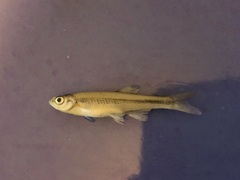 Lythrurus umbratilis