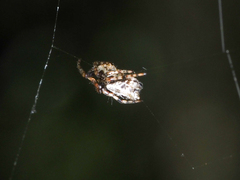Gasteracantha kuhli