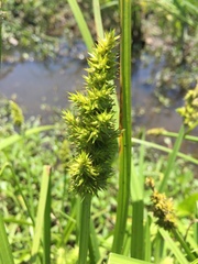 Carex stipata maxima