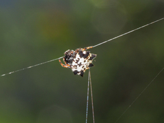Gasteracantha kuhli