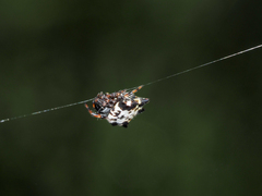 Gasteracantha kuhli
