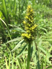 Carex stipata maxima