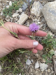 Monardella odoratissima pallida
