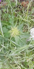 Urtica dioica