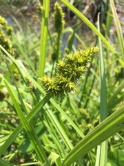 Carex stipata maxima