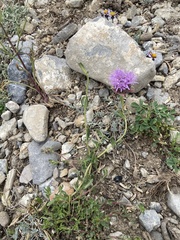 Monardella odoratissima pallida