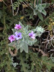 Alkanna strigosa
