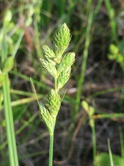 Carex longii