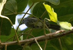 Territornis reticulata