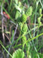 Carex longii