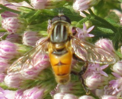 Helophilina