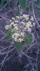 Parthenium tomentosum