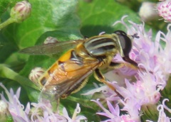 Helophilina