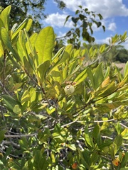 Byrsonima bucidaefolia