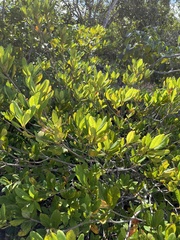 Byrsonima bucidaefolia