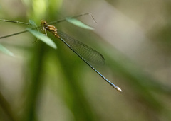 Coenagrionidae