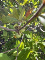 Byrsonima bucidaefolia