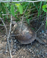 Terrapene nelsoni klauberi
