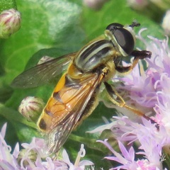 Helophilina
