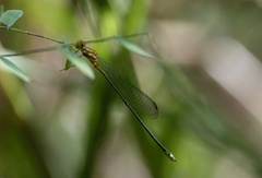Coenagrionidae