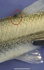 Lythrurus umbratilis