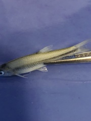 Lythrurus umbratilis