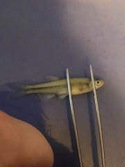 Lythrurus umbratilis