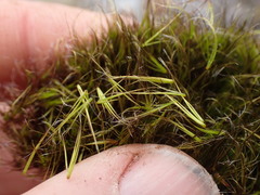 Campylopus atrovirens