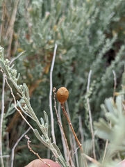Rhopalomyia obovata