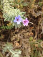 Alkanna strigosa