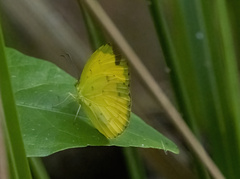 Eurema