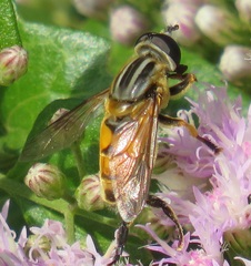 Helophilina