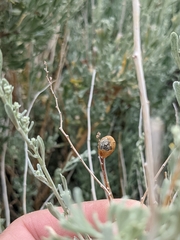 Rhopalomyia obovata