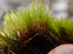 Campylopus atrovirens