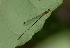 Coenagrionidae