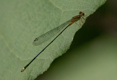 Coenagrionidae