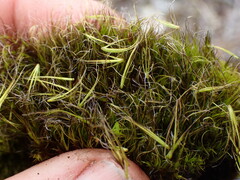 Campylopus atrovirens