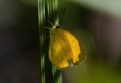 Eurema