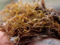 Sphenolobopsis pearsonii