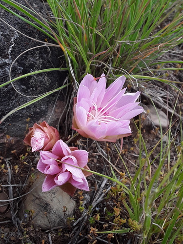 iNaturalist observation 2022-06-24