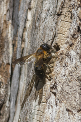 Megachile sculpturalis